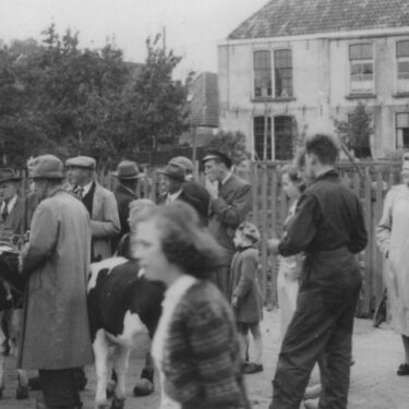 Afbeelding van "Veekeuring 1951"