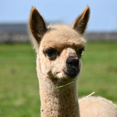 Afbeelding van "Alpaca World Friesland"