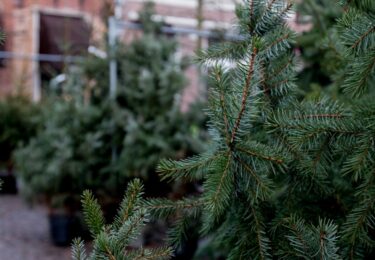 Foto bij het artikel: "Donderdag 6 januari Kerstbomenroute"