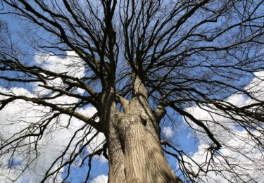 Foto bij het artikel: "Excursie bomen herkennen in de winter"