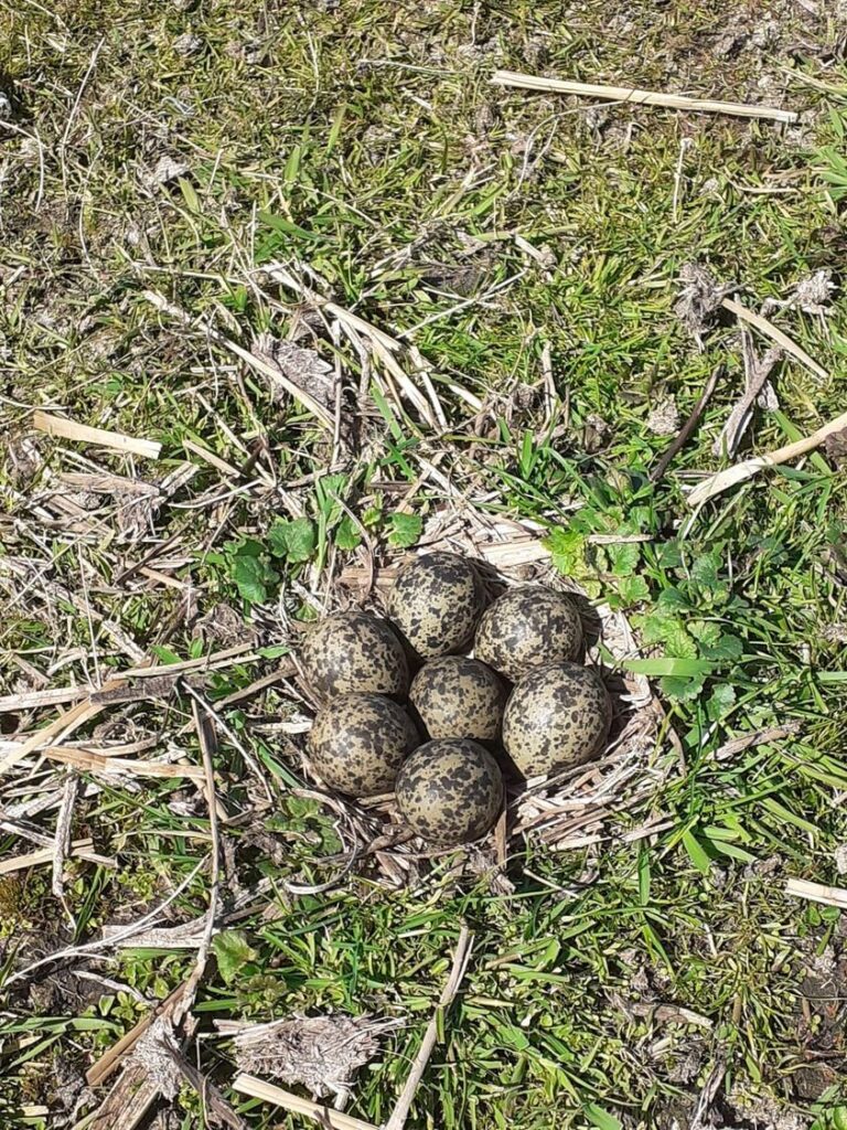 Een heel vol nest…
