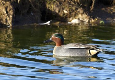 Foto bij het artikel: "Vogels overwinteren op Friese meren"