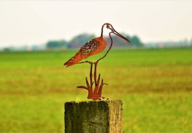 Foto bij het artikel: "Gouden Grutto voor weidevogelboer uit Tjerkwerd"