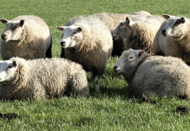 Foto bij het artikel: "Knutten oppermachtig in het verspreiden van blauwtong"