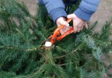 Foto bij het artikel: "Ophalen kerstbomen i.p.v. groene containers"