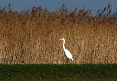 Foto bij het artikel: "IVN-winterwandeling naar de Brekken"