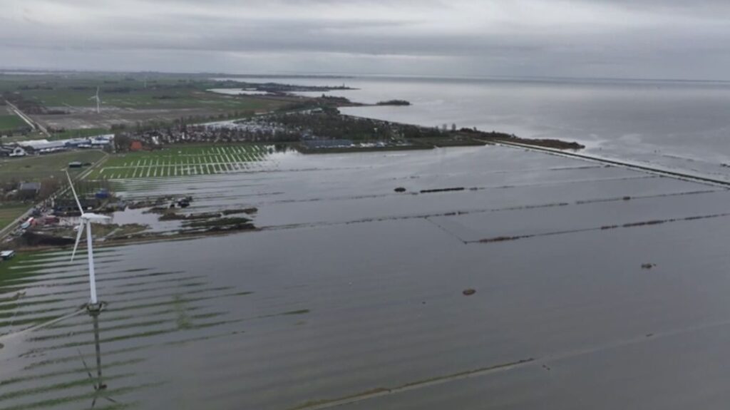 Alpaca’s pootjebaden bij de Warkumerwaard door hoogwater: “Het was billenknijpen”