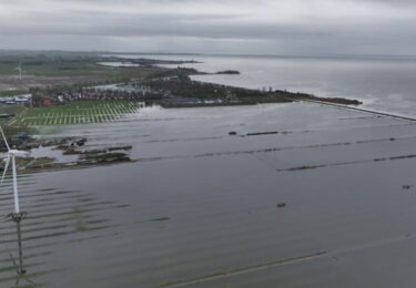 Foto bij het artikel: "Alpaca’s pootjebaden bij de Warkumerwaard door hoogwater: “Het was billenknijpen”"