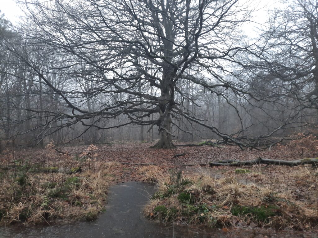 IVN, afdeling Sudwesthoeke, organiseert excursie over bomen in de winter