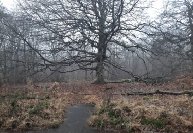 Foto bij het artikel: "IVN, afdeling Sudwesthoeke, organiseert excursie over bomen in de winter"