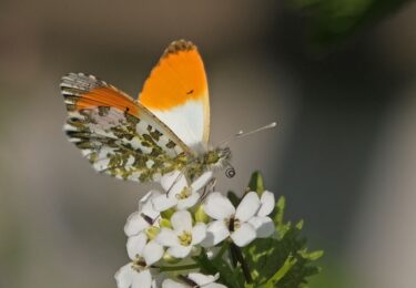 Foto bij het artikel: "Vlinders in de tuin, maak je tuin NIET winterklaar"