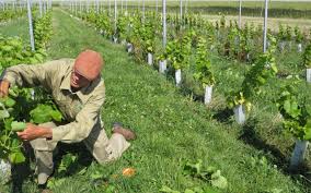 Foto bij het artikel: "Onderscheidende wijnen maken van IJsselmeer wijngaard"