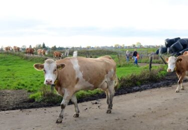 Foto bij het artikel: "Ondernemen en (samen) leven op een eiland: natuurboeren Siebe Klaas en Pytsje Bokma"
