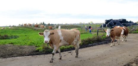 Ondernemen en (samen) leven op een eiland: natuurboeren Siebe Klaas en Pytsje Bokma