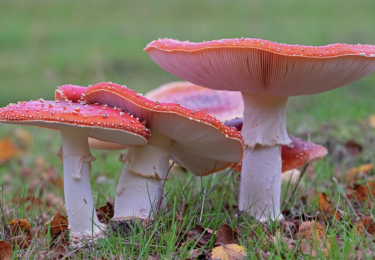 Foto bij het artikel: "De herfst is een kleur- en vormrijk seizoen"
