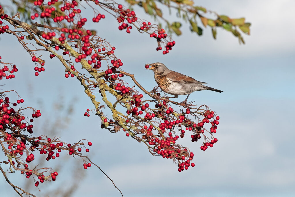 In november zijn de Kramsvogels er weer