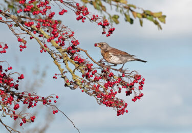 Foto bij het artikel: "In november zijn de Kramsvogels er weer"