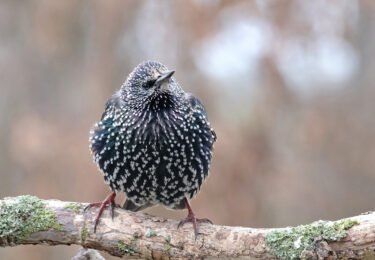 Foto bij het artikel: "Spreeuwensoep, heel gewoon"