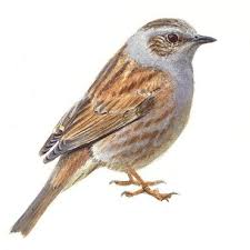 Foto bij het artikel: "Warme vogelvoeten"