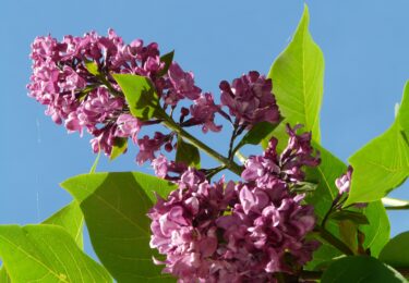 Foto bij het artikel: "Kersverse ouders in SWF ontvangen geboorteboom"