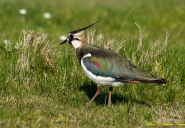 Foto bij het artikel: "Ljippelân Workum, vijfde weidevogelproject van ANF"