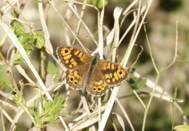 Foto bij het artikel: "Zoektocht naar de eerste argusvlinder"