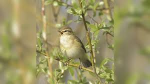 Foto bij het artikel: "Zangvogelexcursie met vogelgids Tjerk Kunst in Workum"