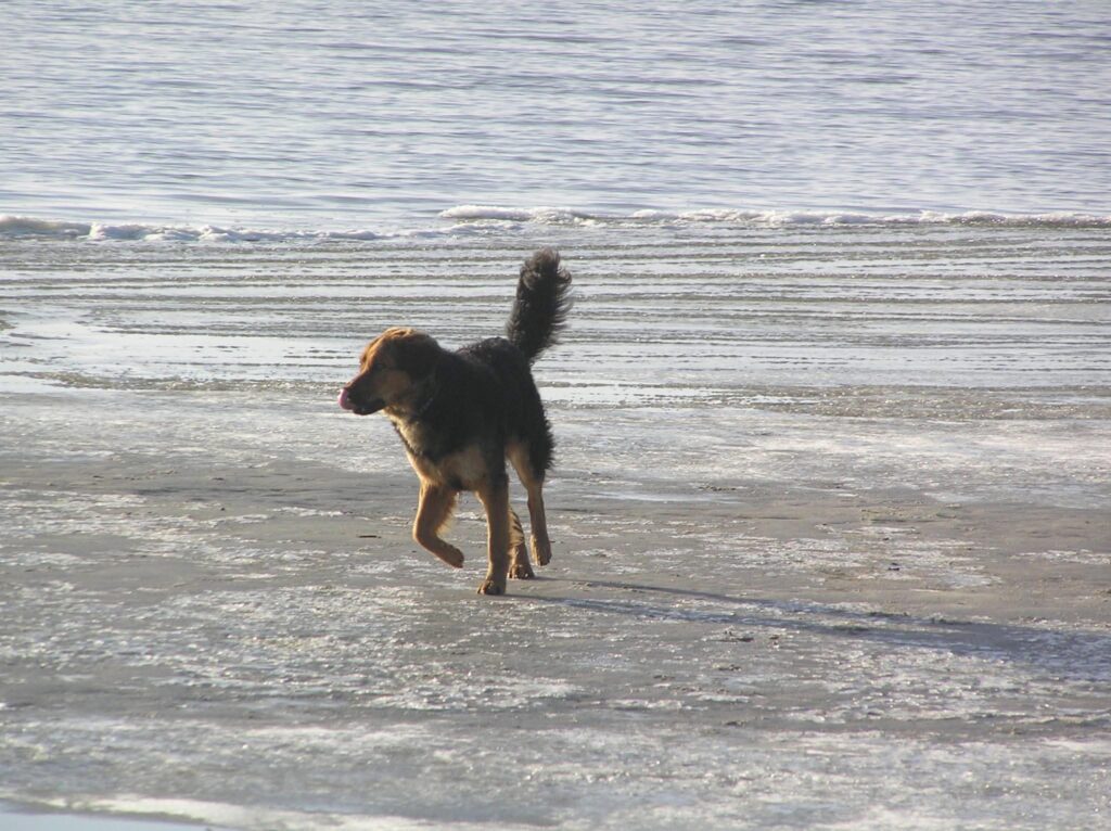 Wandelen met hond Joep in Workum