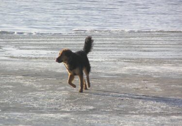 Foto bij het artikel: "Wandelen met hond Joep in Workum"