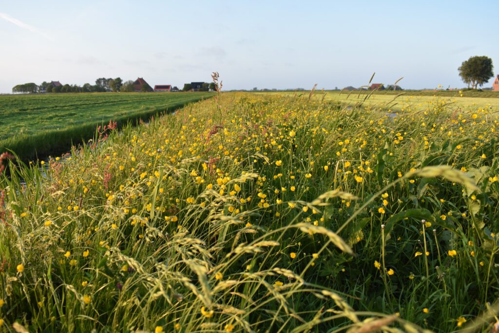Op pad over het Tillefonnepad: Excursie door het Nationaal Landschap Zuidwest Fryslân