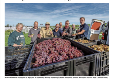 Foto bij het artikel: "Eerste pluk"